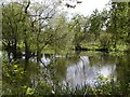 Eversley Cross Green pond in Eversley Cross