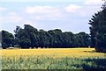 Oilseed rape field near Boveney Lock in SL4 6QQ