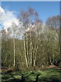 Birches in Northaw Great Wood in EN6 4BQ