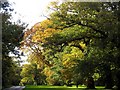Oak Trees along Chapel Row/Bradfield Common in RG7 5NY