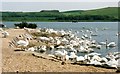 Abbotsbury Swannery in DT3 4JJ
