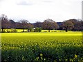Rapeseed Farmland in RG20 4SY