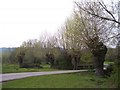 Pollarded Black Poplars, Castlemorton Common in WR13 6LE