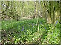 Bluebells in Squirrel Wood in ME9 7RU