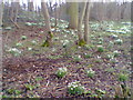 Woodland near Ice House in LE8 4FA
