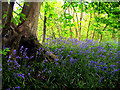 Bluebells in Pear Tree Copse in RG7 5LJ