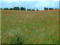Poppy field in Hertford Rural Ward