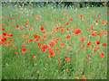 Poppies and cornflowers in Jubilee Park in EN1 1HA
