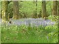 Bluebells in the woods in LA22 9SQ