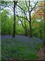 Bluebells in Purley Woods in CV9 2RL