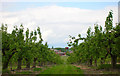 Commercial Orchards Milton Hill in OX11 0JL
