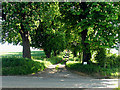 Chestnut trees at Manstone Farm Entrance in RG18 0TN
