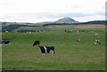 Pasture, Auchmuir. in KY5 0UD