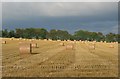 Round bales, Cousland. in West Lothian