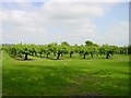 Orchard in ME10 4UW