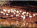 Flamingos at Paignton Zoo in TQ4 7EZ