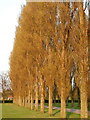 Poplars at Costello Playing Fields, Pickering Road. in HU4 6TE