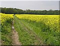 Lidsing, Kent - oilseed rape in ME5 8HZ