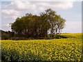 Farmland with Yellow Rapeseed in NG15 9HD