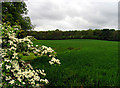Wheat Farmland surrounded by Roebuck Wood: Hermitage in RG18 9SD