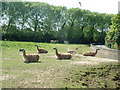 Llamas, Chester Zoo in CH2 4BG
