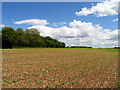 Farmland: Ploughed Field in RG20 8DR