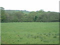 Farmland, looking towards Curwen Wood, near Garstang in Claughton