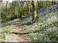 Bluebells on Woodhouse Ridge in LS7 2PA
