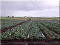 Busy with the brassicas! in DD7 6LL