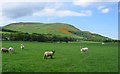 Sheep grazing, Easter Howgate in EH26 0PE