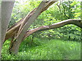 Fallen tree in woods near Wallington in SG7 6RJ