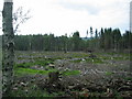 Felled trees, Brathens Wood in AB31 4BX