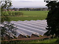 Polytunnels on Balhungie Farm in DD7 7SB