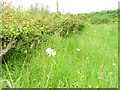 Layered Hedge and Meadow, Billingham Beck Valley Country Park in TS23 1DX