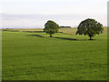 Fields of green and two trees in DD7 6LB