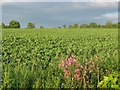 Broad bean field, Longniddry in EH32 0NA