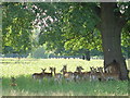 Deer sheltering from the noon day sun in TW11 0DX