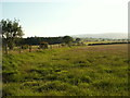Grassland near Penycefn in SY24 5AJ