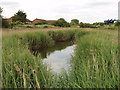 Pond and reeds by Western Avenue, Greenford in UB6 0AN