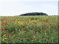Poppies amongst the Rape at Cotes in LE12 5TG