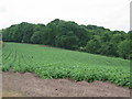 Potato field close to Owley Wood in CW8 3LZ