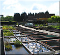 Tisbury Aquatic Nursery, Noak Hill, Essex in RM3 7LR