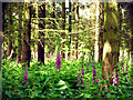 Foxgloves in Woodland in RG8 8QB