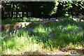 Burley Woods at bluebell time in BH24 4BZ