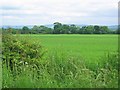 Barley field, Buxley in EH35 5NG
