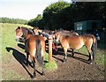 Exmoor ponies waiting to go out on a trek in FK14 7FF