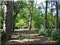Monkmead Wood in RH20 2PG
