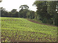 Planted field, between Harefield and Ickenham in UB9 6JL