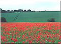 Poppies and arable land in LN2 2GL