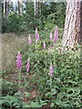 Foxgloves in Black Park Country Park in SL3 6JE